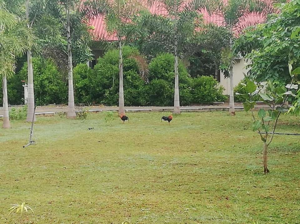 Hotel Tree Garden Wilpaththu Nochchiyagma Anuradhapura Nochchiyagama Екстер'єр фото