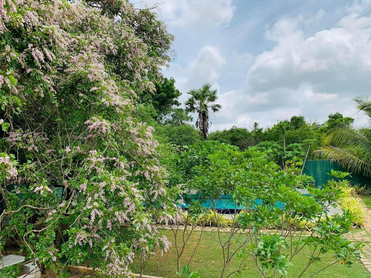 Hotel Tree Garden Wilpaththu Nochchiyagma Anuradhapura Nochchiyagama Екстер'єр фото