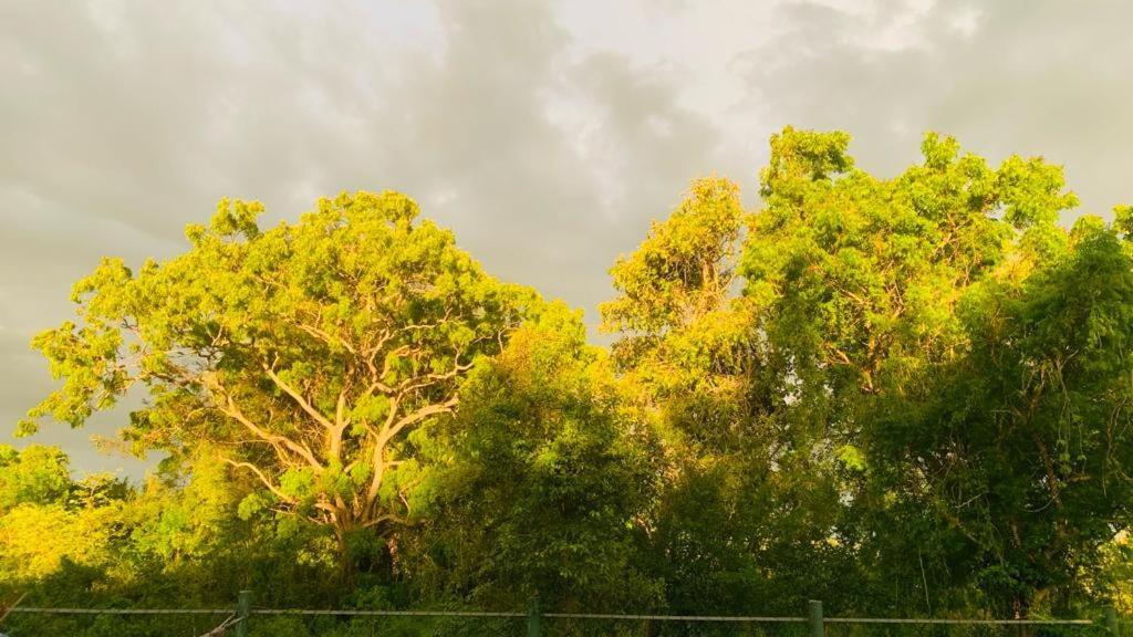 Hotel Tree Garden Wilpaththu Nochchiyagma Anuradhapura Nochchiyagama Екстер'єр фото